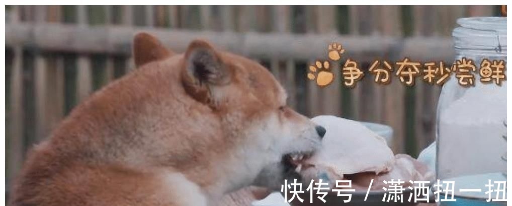 何炅从地上捡起小H叼的肉，打算洗洗煮了吃，张艺兴的做法好耿直