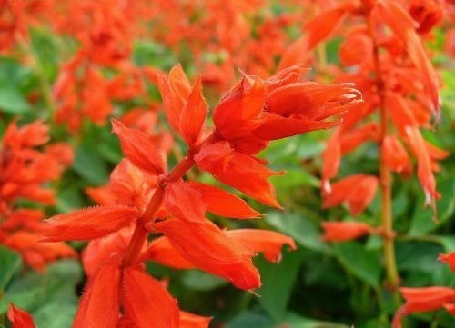 此盆栽花期超长,全年开花,花香沁人心扉,开花娇艳惹人爱