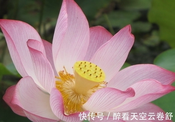 桃花朵朵|未来一个月,4属相机遇不断,桃花朵朵,喜事接二连三