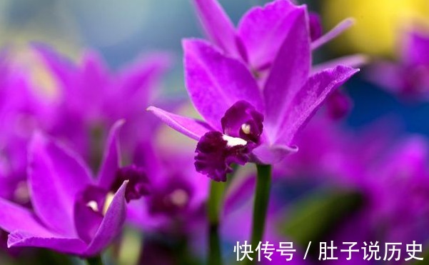 复合肥|天气越热，这些“开花劳模”表现越好，建议别停肥，否则花量减半
