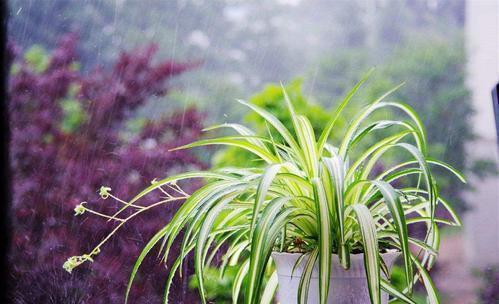 家里吊兰干尖黄叶,用这4招来改善,砰砰返青油亮亮