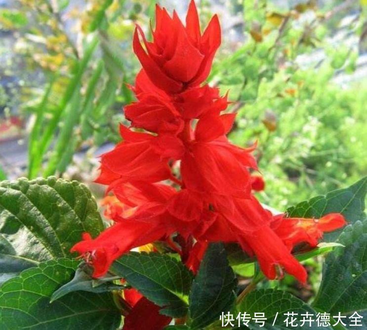 开花|4种花现在养刚刚好,夏天开花很漂亮,日子越过越红火