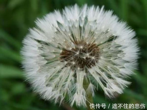 身体|肝不好的人,敞开肚皮吃这4物,或有助于养肝护肝,身体更健康