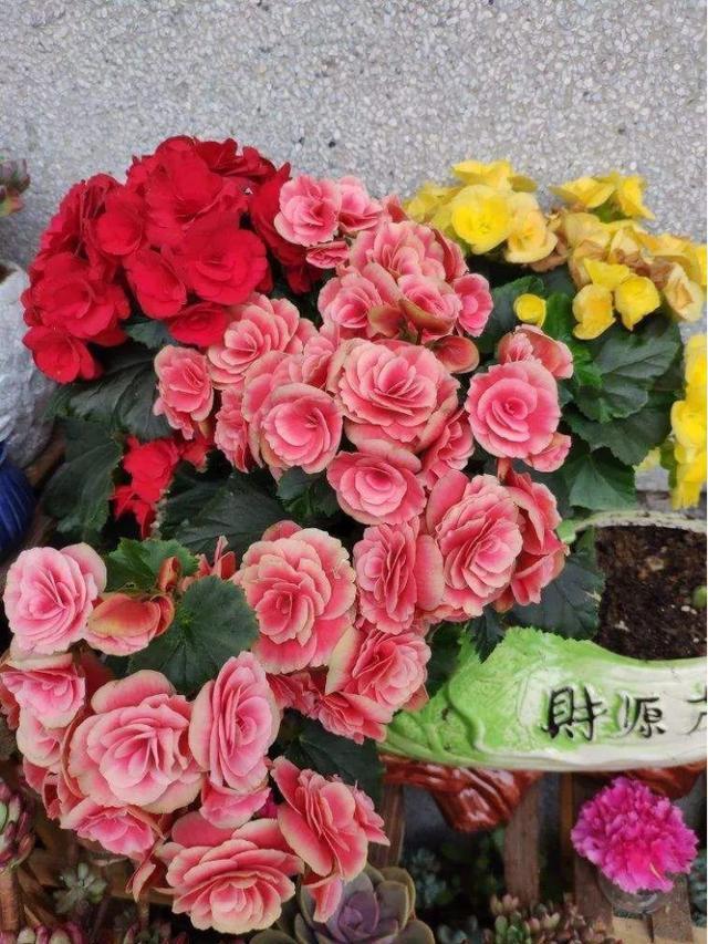 扦插|9种花不用花钱买,掐根枝条插土里,2周即可生根,好养易成活