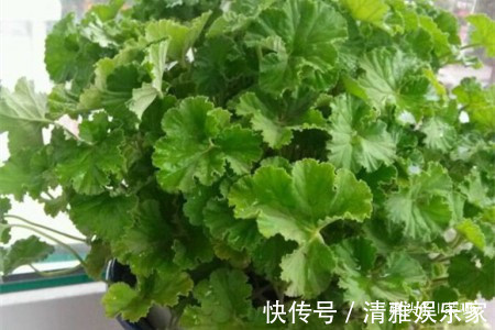 养花|喜欢养花，不如养盆扒拉香花，郁郁葱葱，清新悦目，还可美容养颜