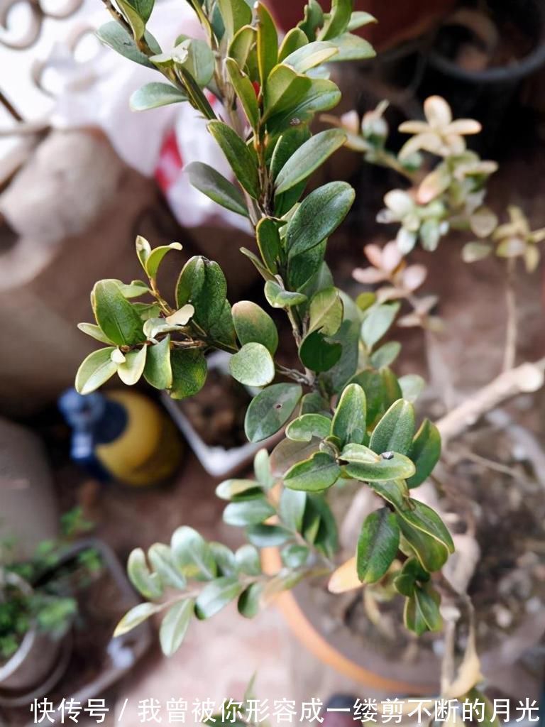 黄杨|这6种颜值与寓意并存的盆景，每一盆都能闭眼入！好养，好寓意