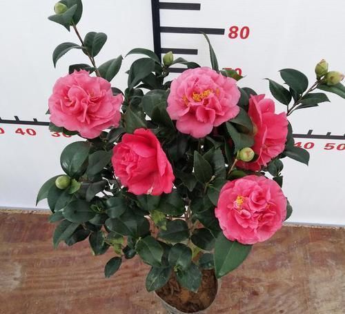 人脸|花型比“人脸”还大的茶花，比牡丹还要美，香味十足，北方也能养