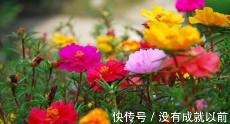 此款花卉,好养易爆盆,养在家里繁花似锦,花开不断,还能旺财