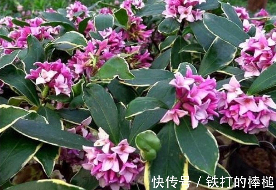 金边瑞香开完花后,下一步要如何养护?植株才能长得旺盛