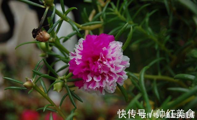 旺财|3种花造型奇特还好养,家里养一盆,旺财旺运好运到,谁养谁喜欢