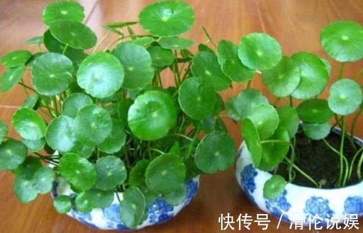 红掌|聪明人都养4种花,镇宅旺财添富贵,缓解眼部疲劳,还防辐射!