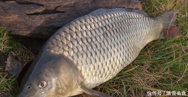 地下水|同样都是鱼，河鱼和海鱼都可以吃，为啥井鱼不可以吃大有学问