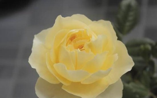 适合阳台种植的盆栽,花大色美仙气十足,有很高的观赏价值