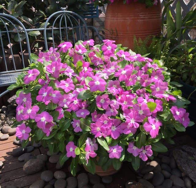 君子兰|发现5种“寿星花”,适合老人养,寓意好、颜值高,越养越值钱