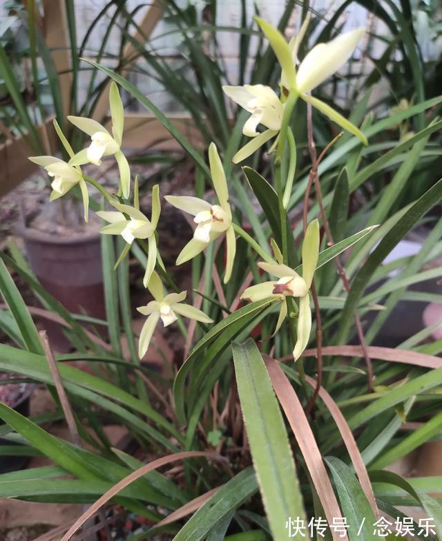 花生壳|兰花就是不见长有一个“好办法”，快速生长，冒新芽