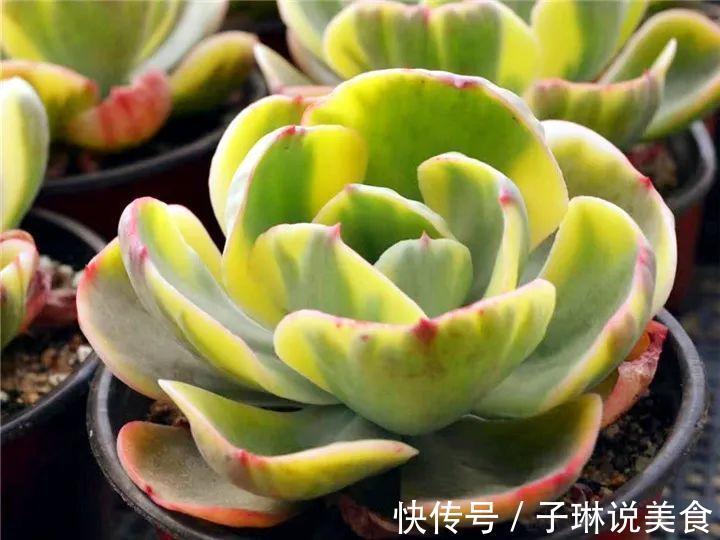 今年最火的奇葩多肉,价格这么贵,还有人抢着买!