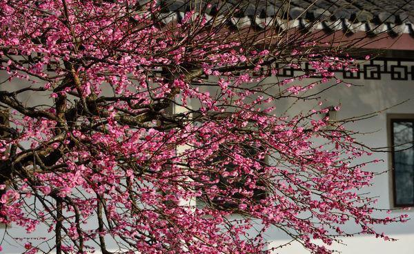 古代|5种吉利花，是古代人的“富贵花”，能活几百年，富贵又吉利