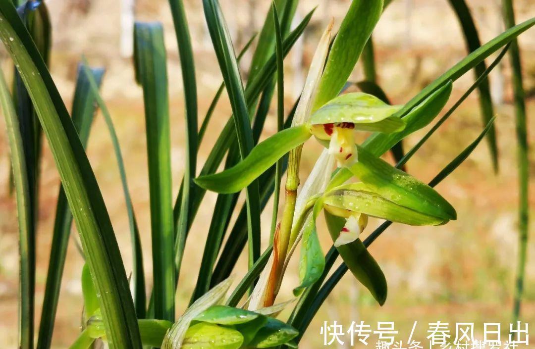 浇水|新手养兰花,别再这样浇水了!