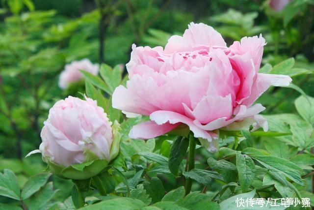 始吐|皮日休:落尽残红始吐芳，佳名唤作百花王