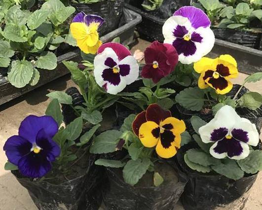 4种“多色花”养阳台,一盆比一盆颜色多,花开了就是100朵