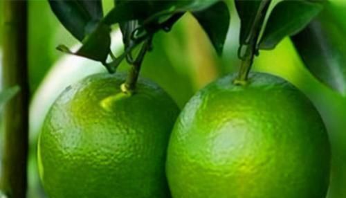 蓝靛果|每天晚上多吃3种食物,补充营养、延缓衰老,好吃又不贵!