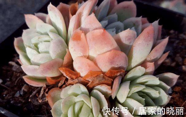 阳台上|想要让多肉形象好,就应该及时的砍头,砍头后要注意这些细节