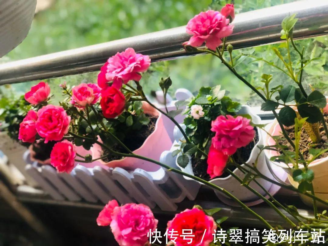 阳台党的烦恼，没有院子，只能挖空心思养花