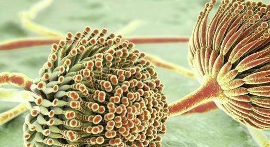 酸性蛋白酶|厕所里藏着的黄曲霉毒素,比砒霜毒性更大,为了家庭的健康看看