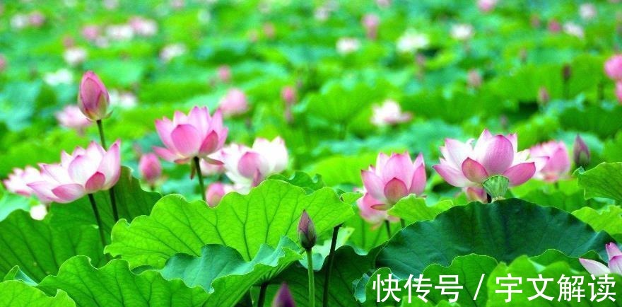 绣面!王昌龄咏荷花的一个千古名句,被李清照随手一仿,写出别样的美感