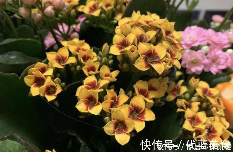 养不死的长寿花品种,因为“好养”被淘汰,新手养最合适!