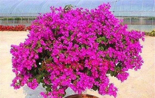 家庭养三角梅，重复去做“1件事”，花越开越多，轻松开成大花球！