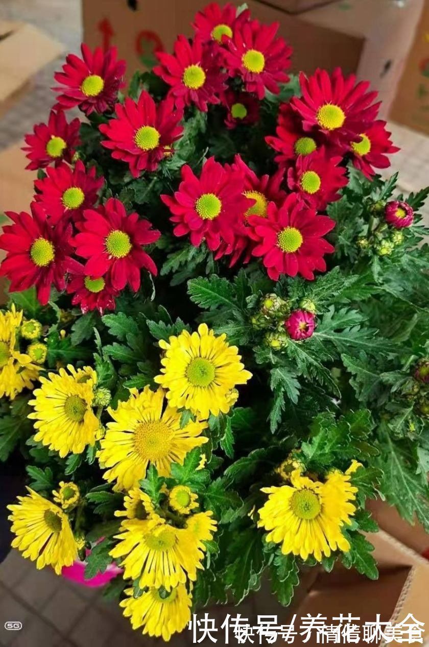 冬天养花，早上少做4件事，花草平平安安度过冬天