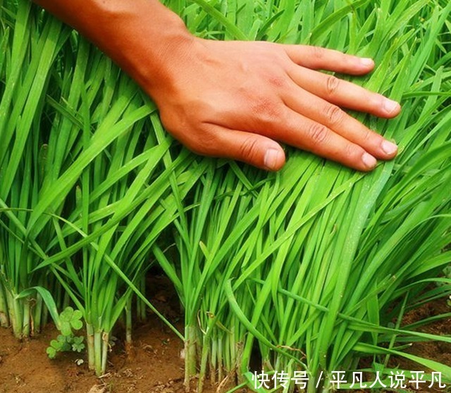  要想韭菜吃不完，掌握两个小妙招，一个星期后又是一茬