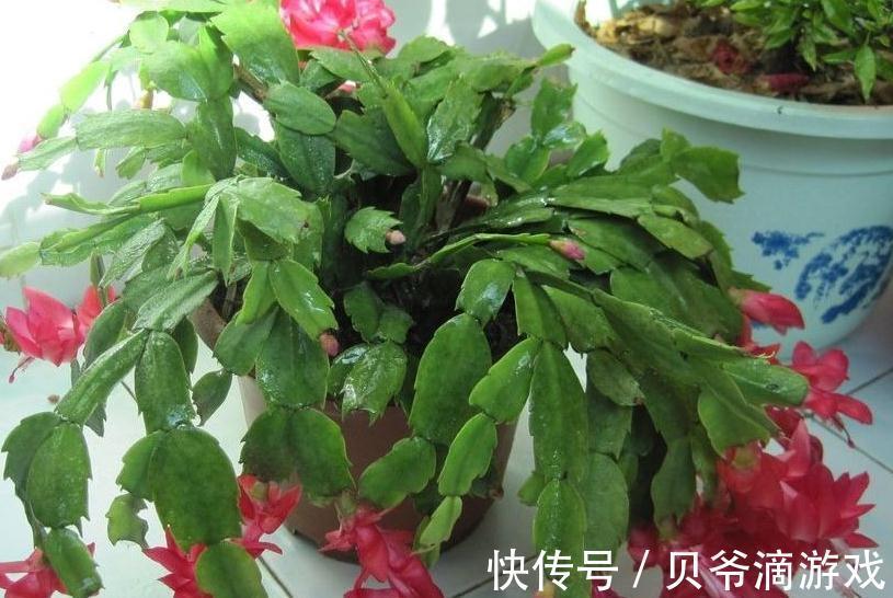 蟹爪兰长势差,不开花,2种促花肥扔盆里,轻松开花爆盆