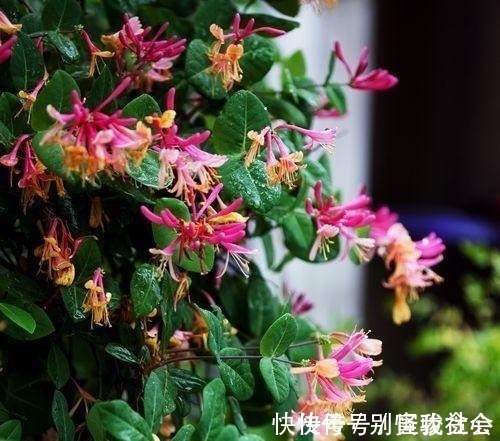 黄白红|“天下第一香”,沾土就活,比桂花还香,阳台上种三棵,满屋飘香!