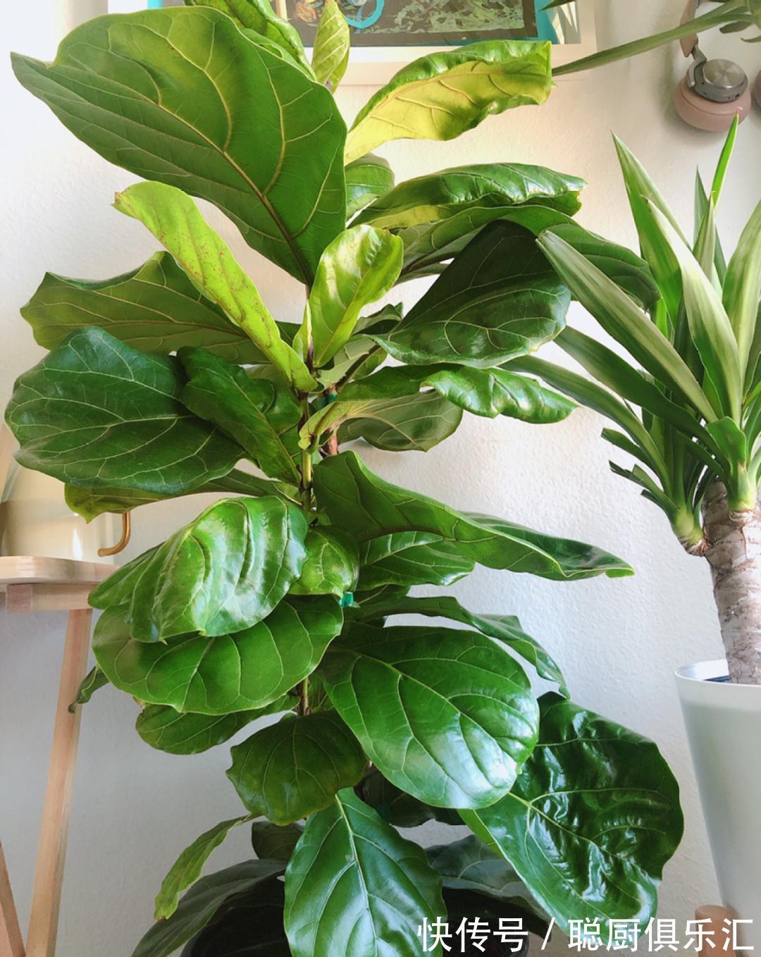 这棵守家树,摆客厅长2米高,霸气又镇宅