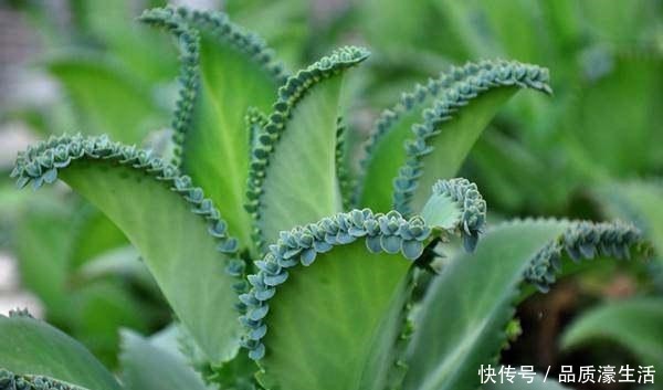 宽叶落地生根(不死鸟)怎么养护日常这样养它生更多“娃娃”!