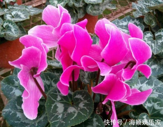 懒人想养花，这4款花被称为“开花机器”，漂亮养护还简单，超美