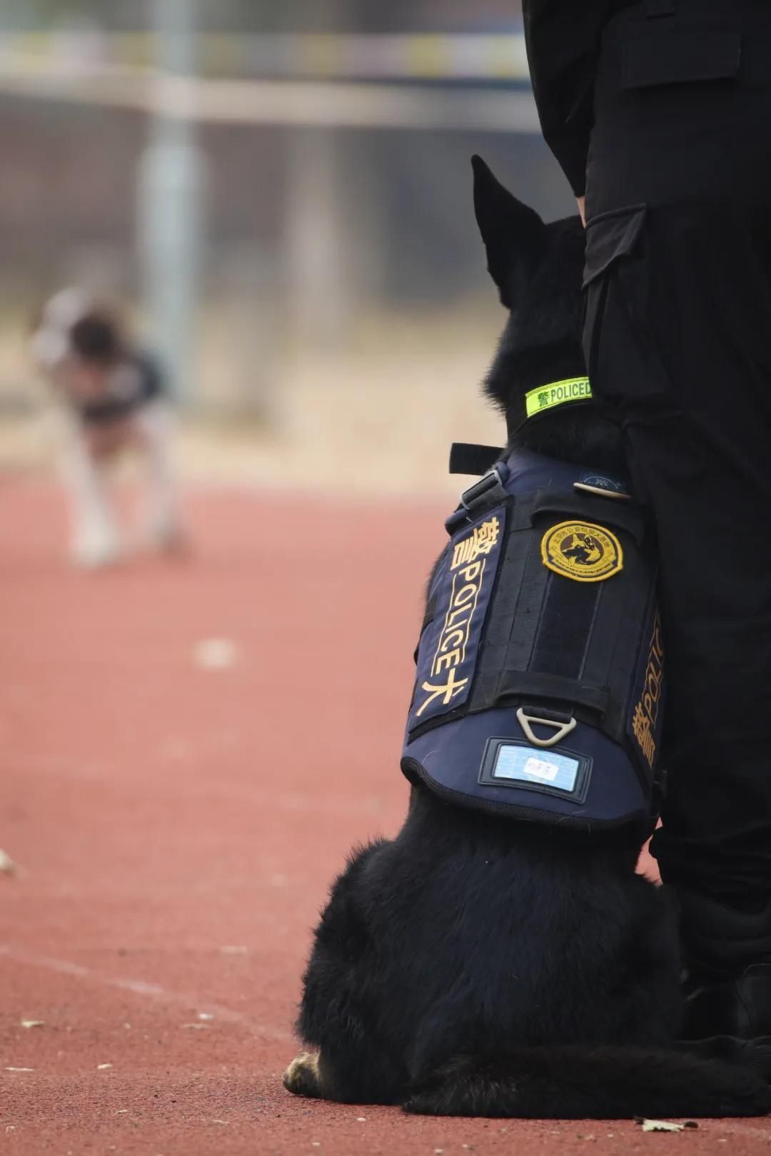 传真|【一线传真】警花与警犬，爱上就别无选择！