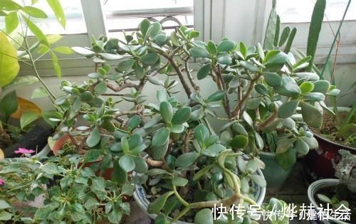 这2种树，是养“高价老桩”的首选，木质化强，5个月就能养成功