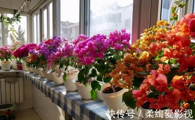 天竺葵|阳台适合养的“6种花”,花色丰富,花期长,一直赏花六个月