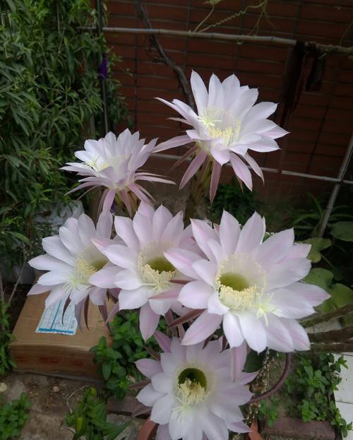 月季花|适合6月种植的花,35℃的高温照样生机勃勃,开花美好养护