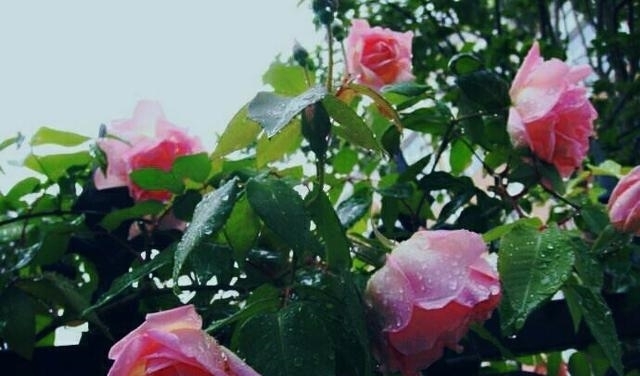 分分钟撩动少女心，四月广元的蔷薇又盛开啦！