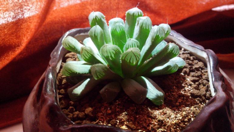 养多肉没掌握住这些技巧,状态会越来越差,新人切记