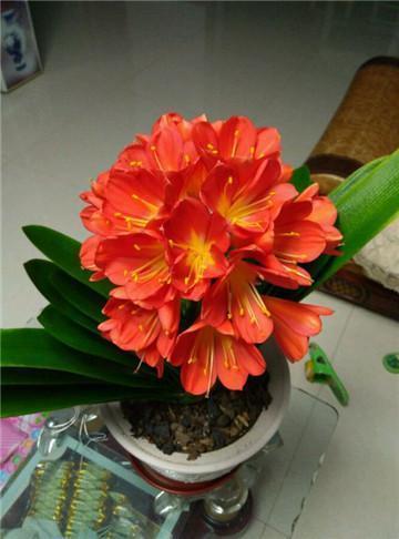 养护君子兰,不懂浇水园艺大叔用3个小技巧,君子兰从不烂根!