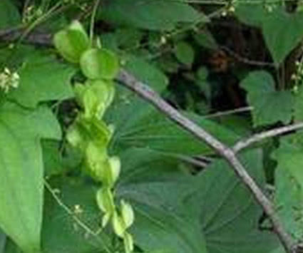 农民|长在树上的生姜，农民见了不敢吃，城里300块1斤抢着要！