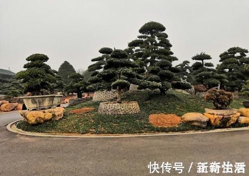 古树|受人追捧的罗汉松,一树难求,价格昂贵是一方面,主要是珍贵稀少