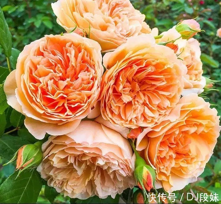 盘点容易混淆的黄花月季品种，能分清其中五个，你就是养花大神