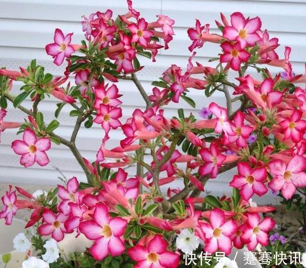 刚买的沙漠玫瑰,换盆注意“4点”,生根快速,夏季开花不间断