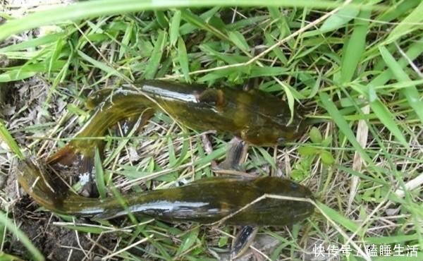 黄颡鱼|夏天野钓黄鸭叫,就用这种钓法,省事省力,收获有保证